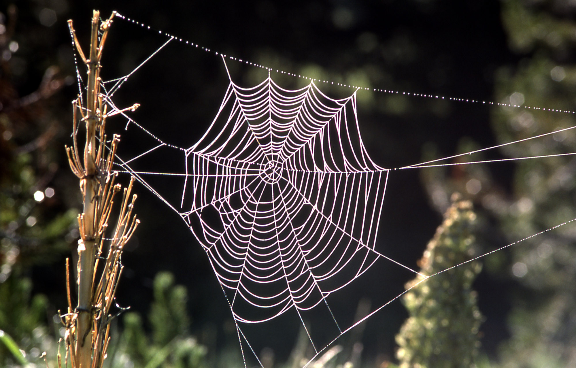 spider-silk-extraction-process